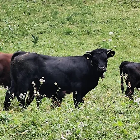 Domek alpejski Beau-site Anzère